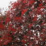 Lei moeraseik (Quercus palustris)